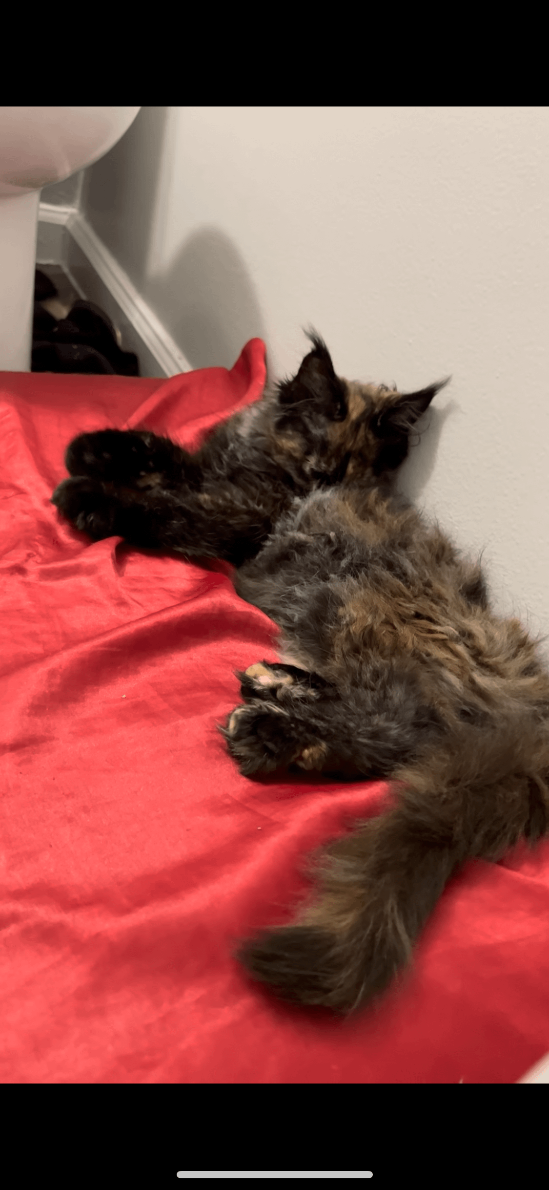 Why Do Cats Chew on Their Fur When Grooming: Surprising Reasons Explained