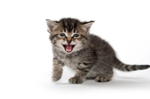 Why Do Cats Cry Out With Toys in Their Mouth