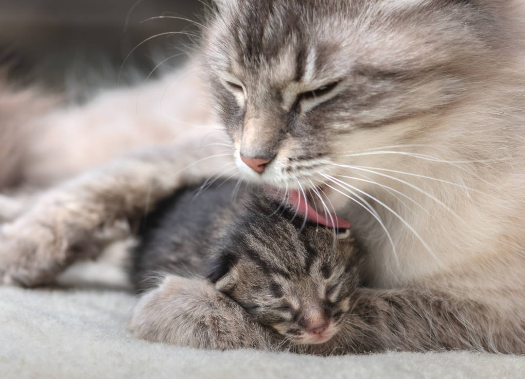 Why Do Cats Groom Babies: Surprising Reasons Revealed