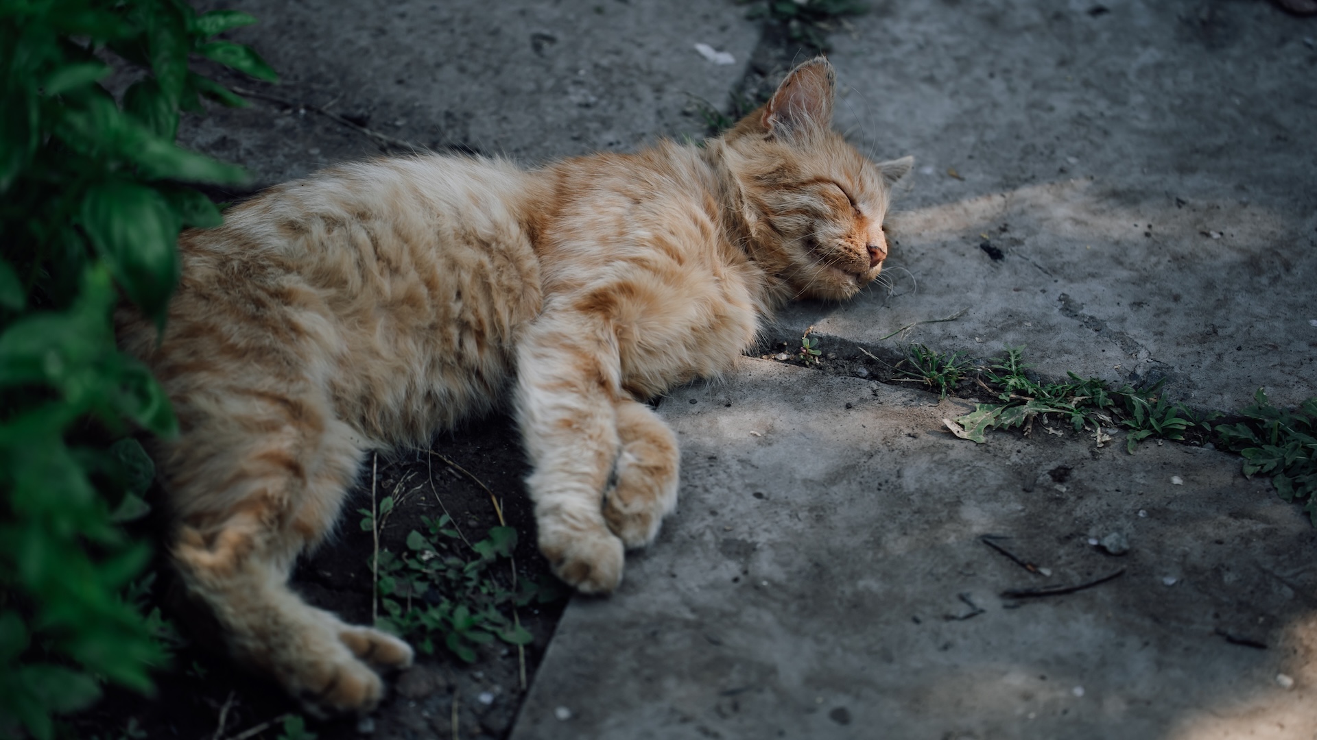 Why Do Cats Groom People Mnn Mother Nature Network: Surprising Reasons Revealed