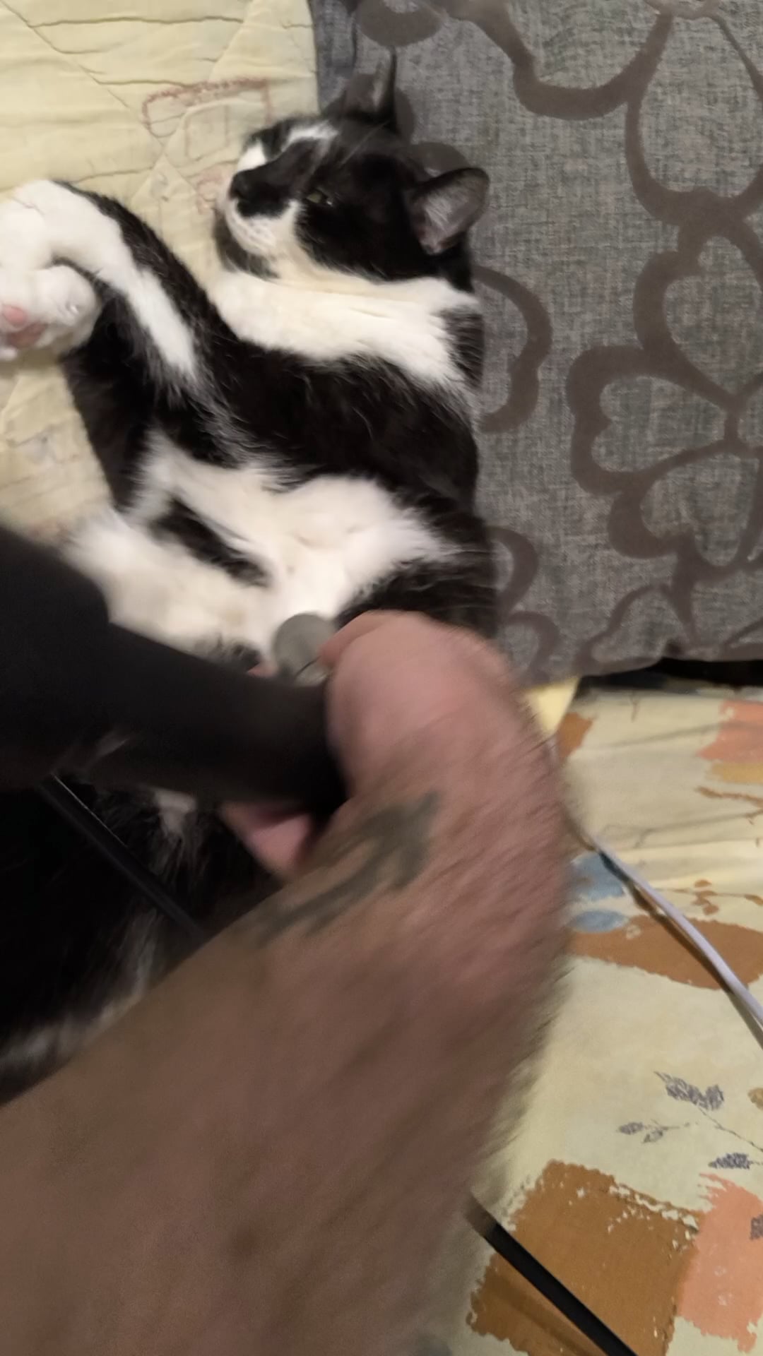 Why Do Cats Groom Reddit: Surprising Reasons Revealed!