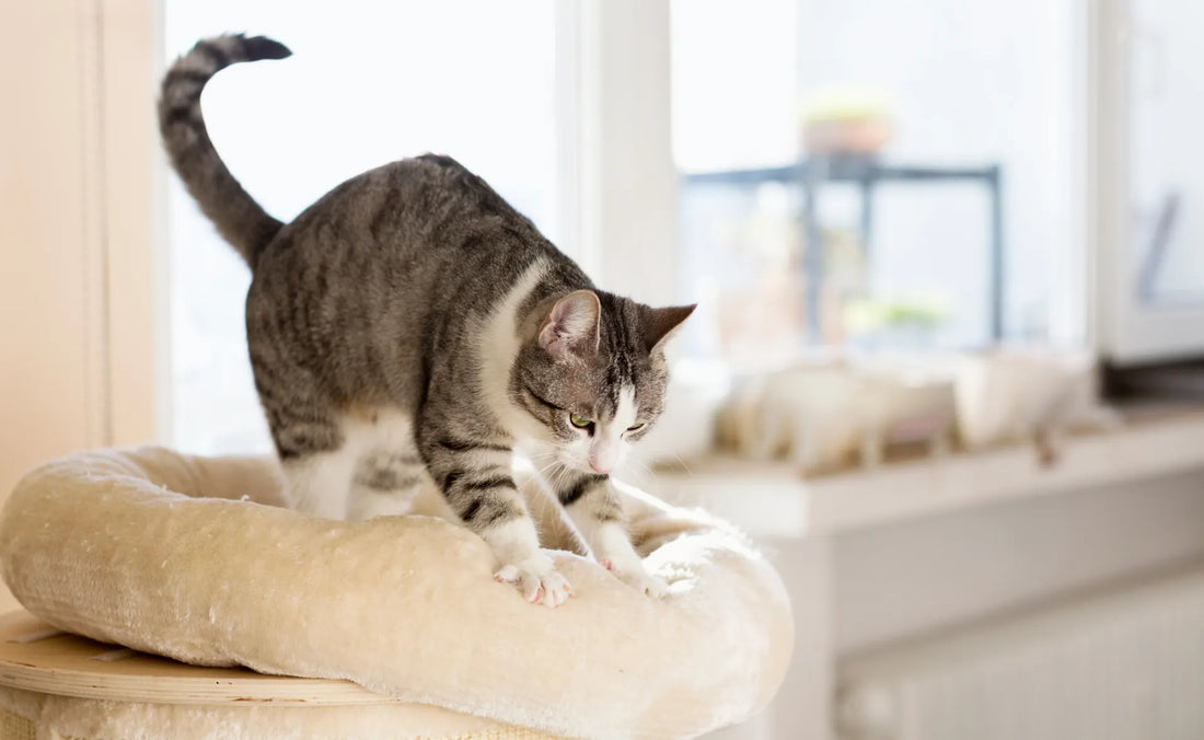 Why Do Cats Groom Their Feet So Much: Surprising Reasons Explained