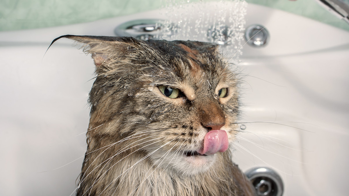 Why Do Cats Groom Themselves After a Bath: Surprising Reasons Explained