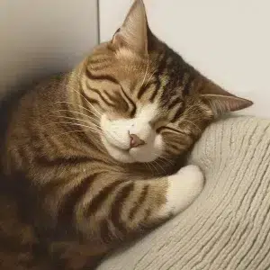 Why Do Cats Groom Themselves in Front of You