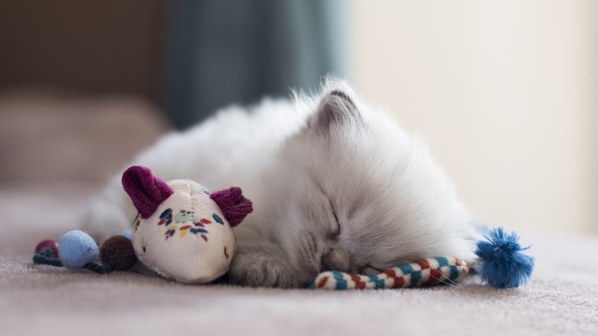 Why Do Cats Growl With Toy: Surprising Reasons Uncovered