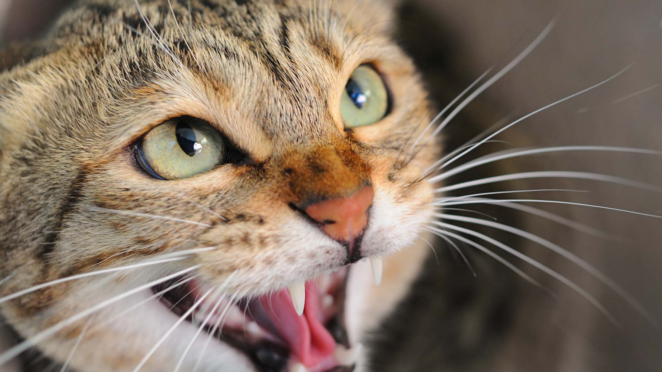 Why Do Cats Hiss at Their Toys