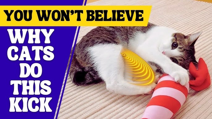 Why Do Cats Like to Kick Toys: Surprising Reasons Explained