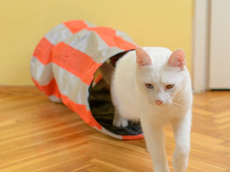 Why Do Cats Love to Lay on Toys: Surprising Feline Habits Revealed