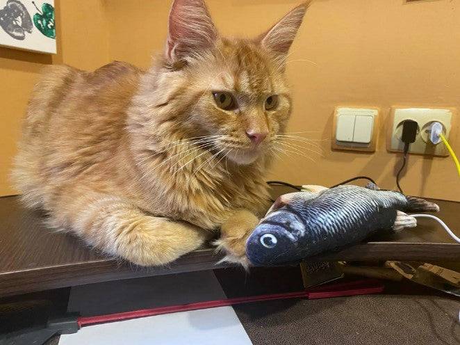 Why Do Cats Move Their Toys