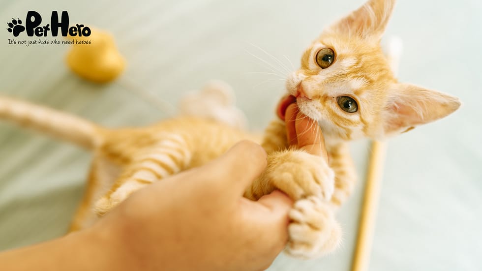 Why Do Cats Not Need to Be Potty Trained: Natural Instincts Explained