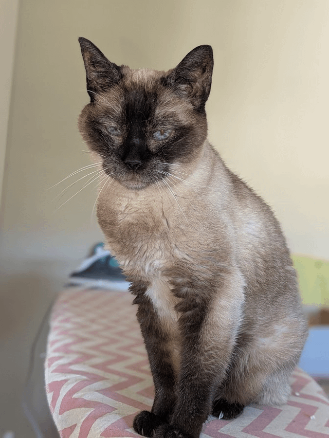 Why Do Cats Rapidly Decline in Health: Causes & Vital Signs to Watch
