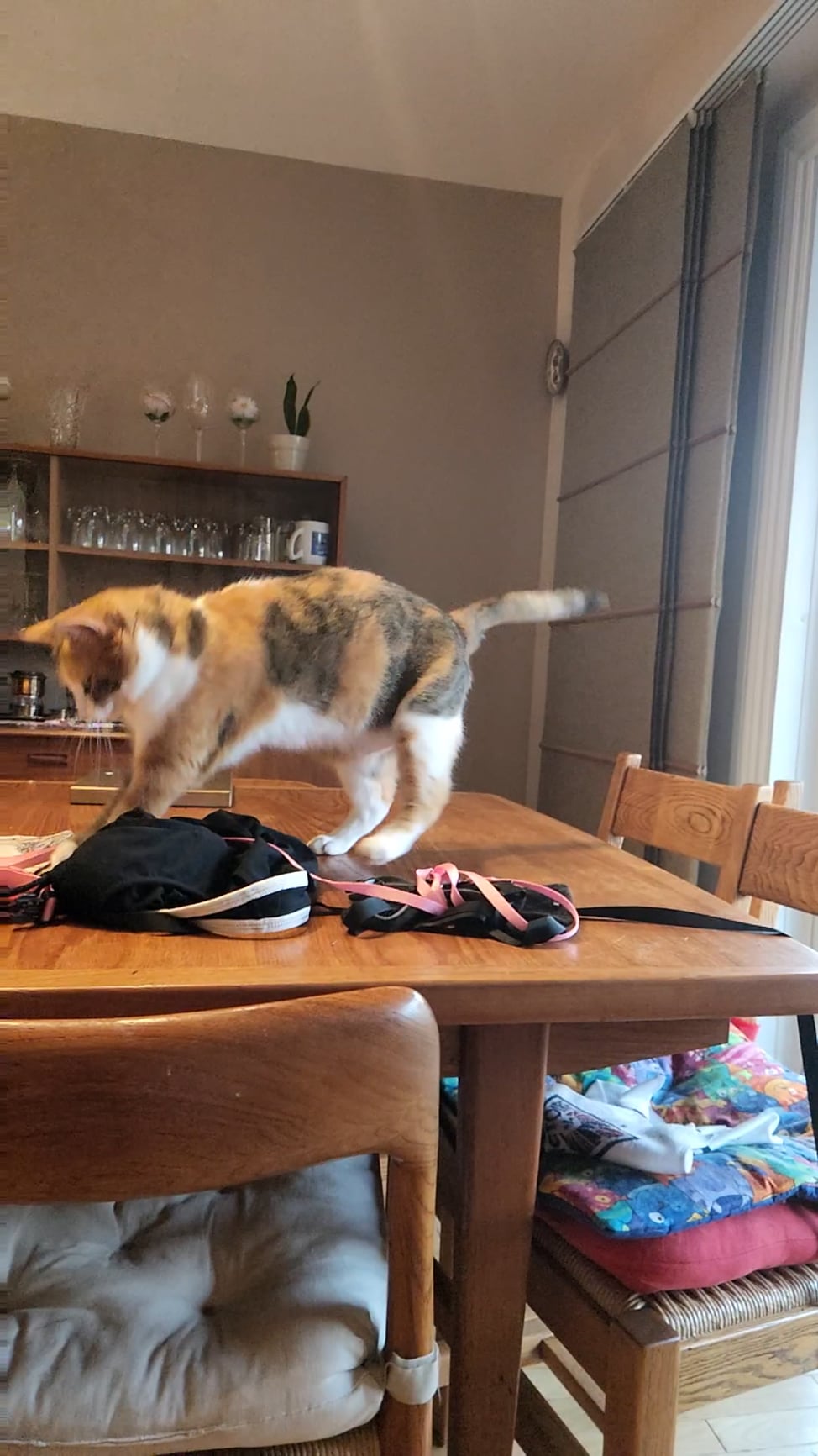 Why Do Cats Shake Their Heads When Playing With Toys
