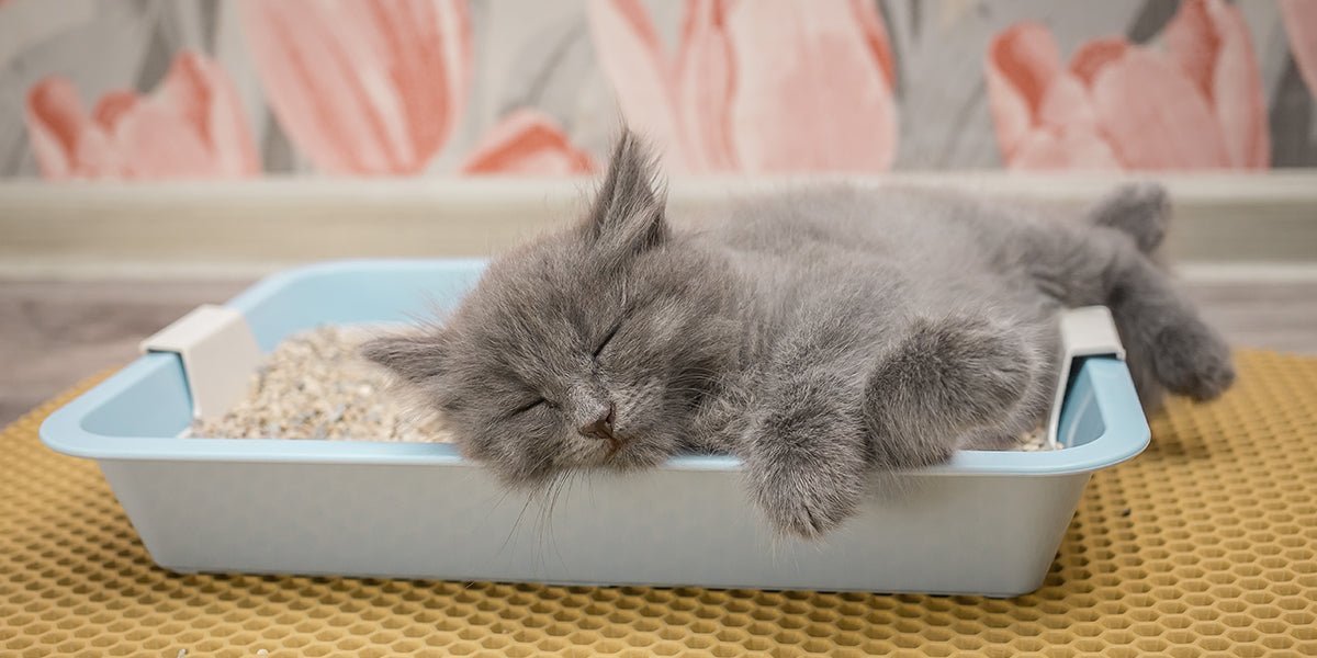 Why Do Cats Sleep in Their Litter Boxes