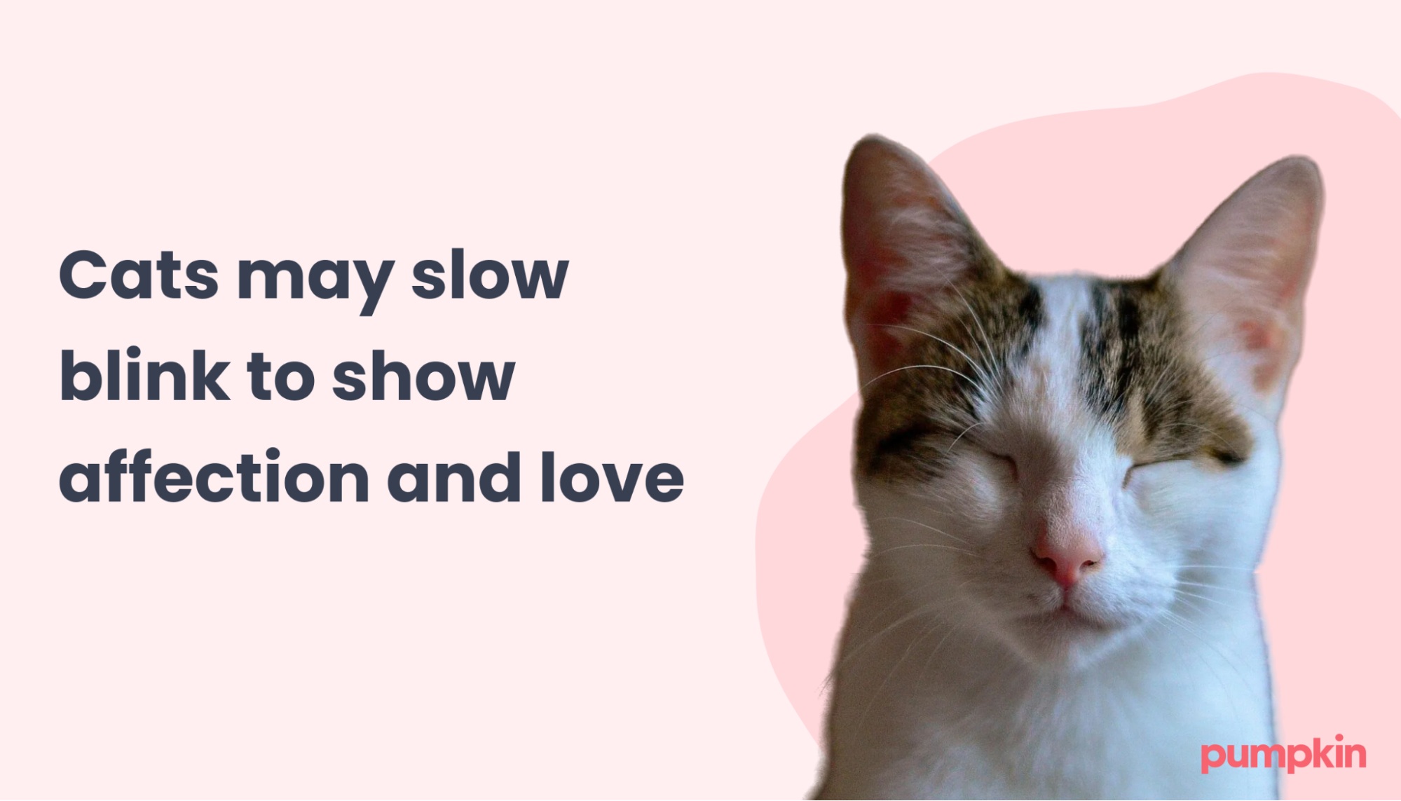Why Do Cats Stop Grooming And Stare at Nothing: Surprising Reasons Revealed