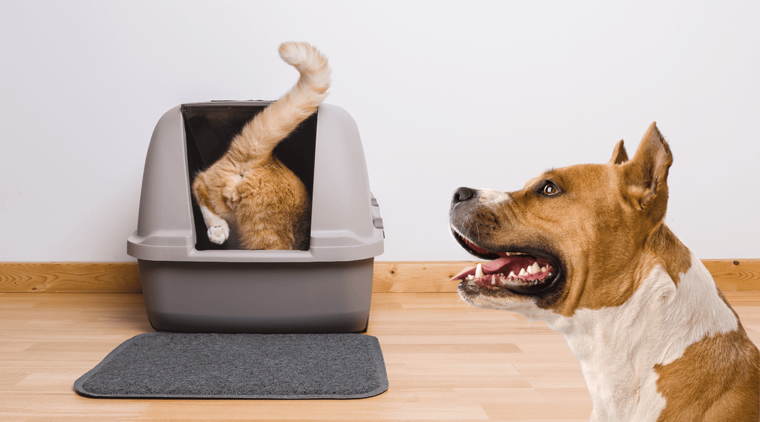 Why Do Dogs Eat Cat Poop from the Litter Box: Surprising Reasons Revealed