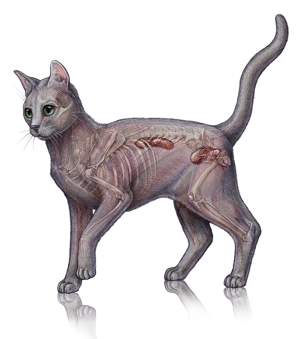 Why Do Emale Cats Allow Breeding by Numerou Males