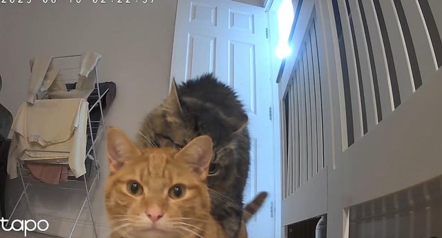 Why Do Male Cats Groom Each Other