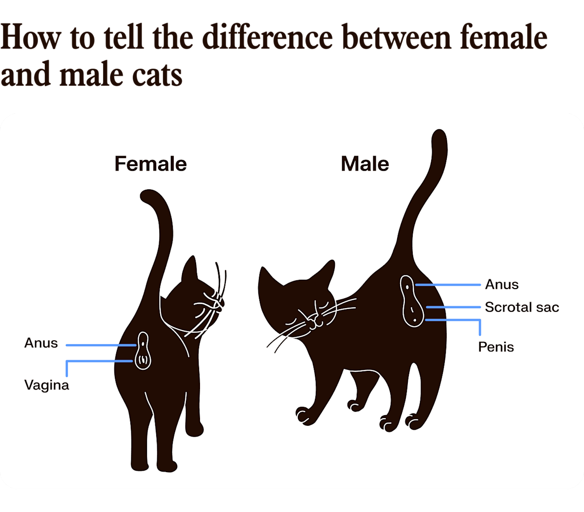 Why Do Male Cats Groom Kittens: Surprising Reasons Explained
