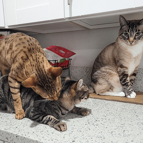 Why Do My Cats Bite Each Other When Grooming