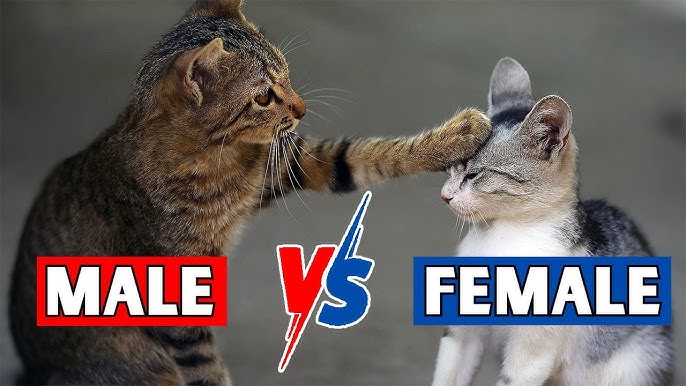 Why Do My Cats Groom Each Other And Then Fight