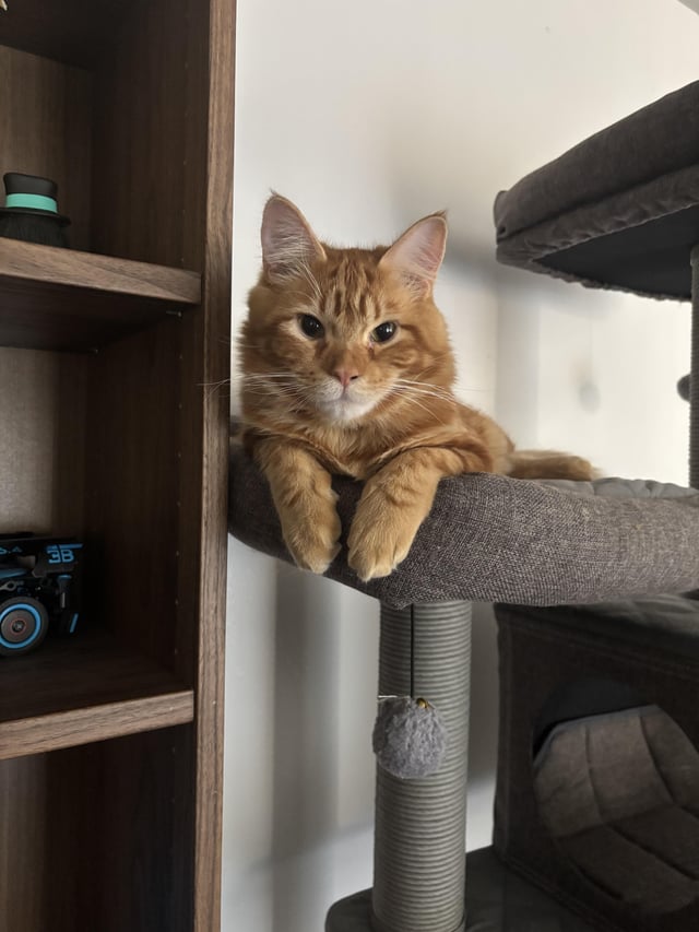 Why Do Potty Trained Cats Poop on the Floor: Shocking Reasons Revealed