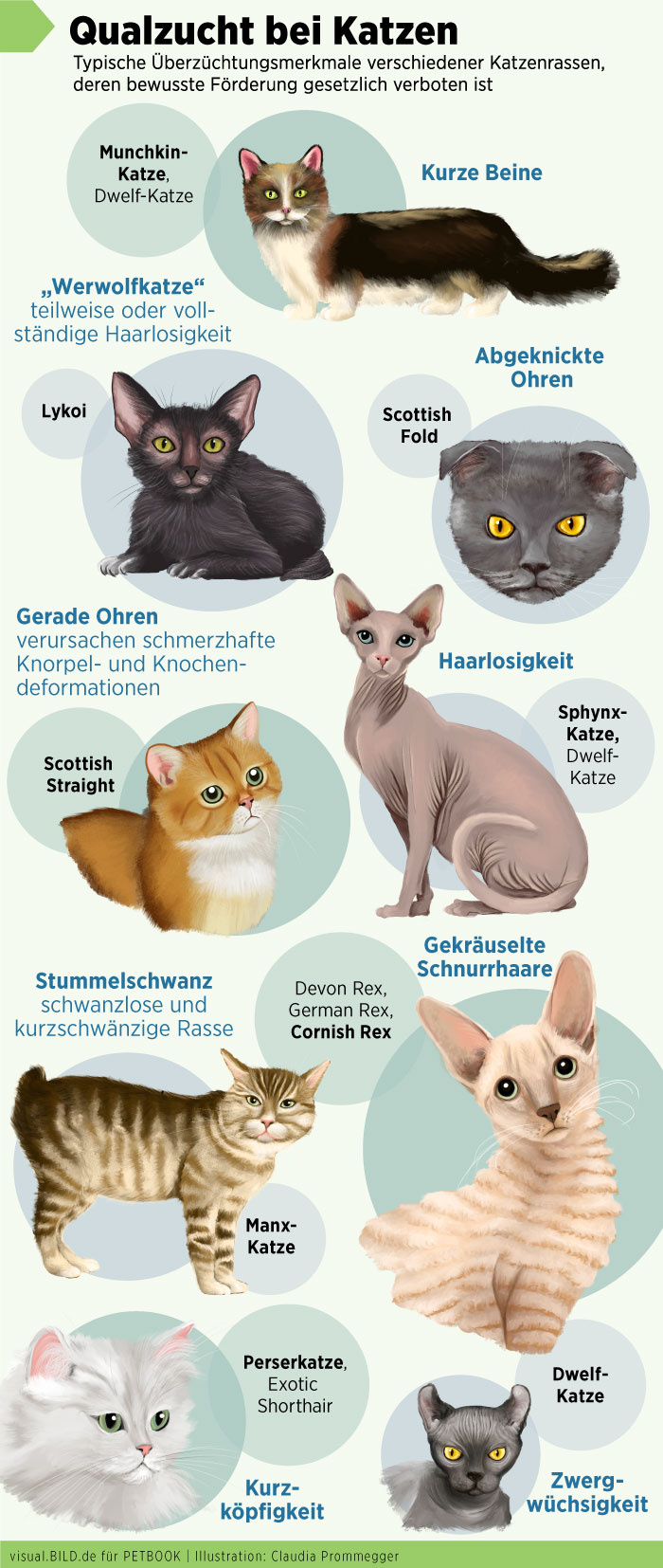 Why Do Purebred Cats Have Health Problems