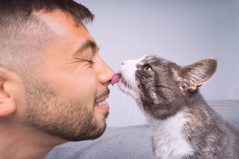 Why Do Some Cats Groom Their Humans: Surprising Reasons Revealed