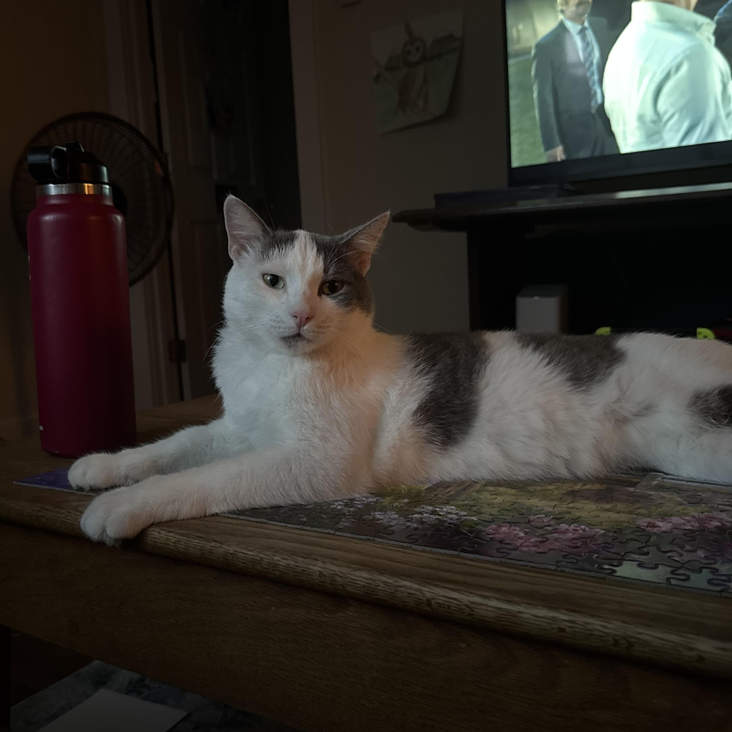 Why Do Some Cats Like Water Petfinderpetfinder Home Cat Breeds