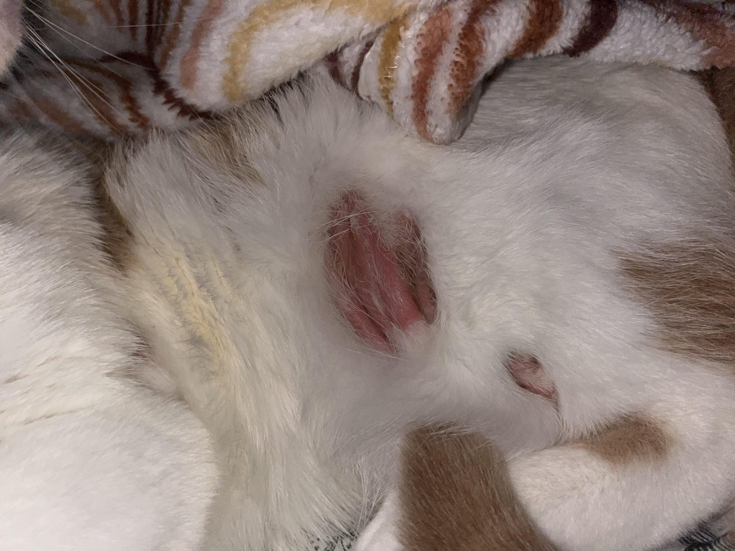 Why Does a Cat Over Groom: Shocking Reasons You Must Know
