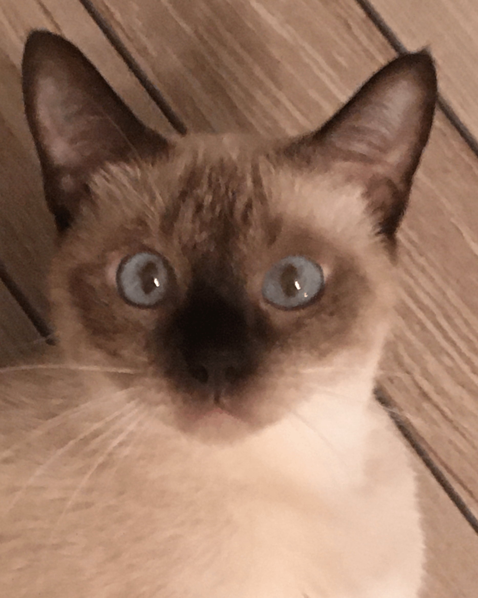 Why Does Cat Groom Husbands Beard: Surprising Reasons Revealed