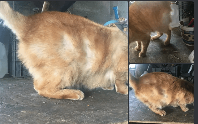 Why Does Cat Keep Grooming After Flea Medication: Surprising Reasons Explained