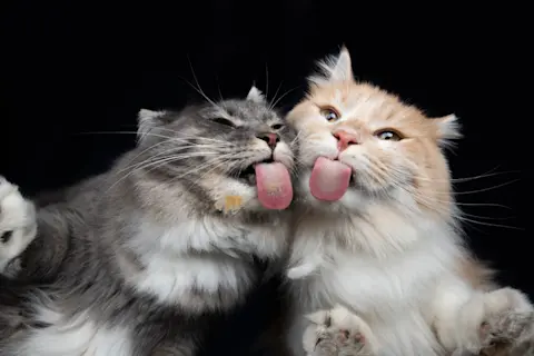 Why Does Cat Use Me As a Grooming Platform: Surprising Reasons Revealed