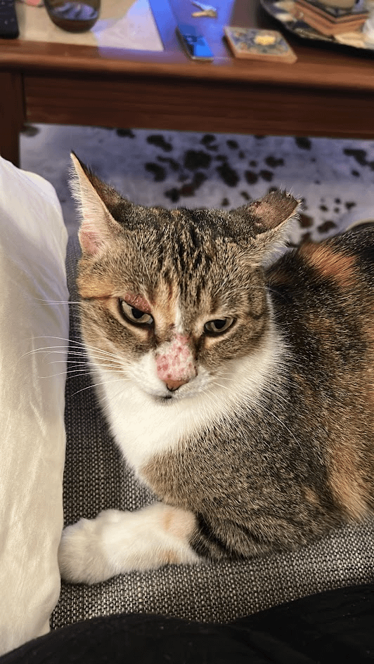 Why Does My Cat Always Groom Himself on Me: Surprising Reasons Explained