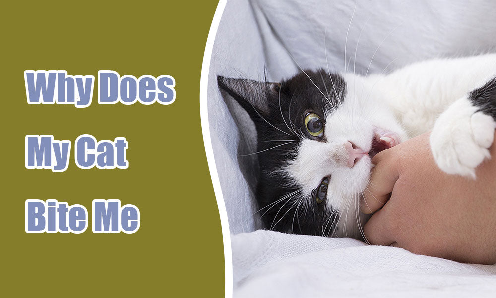 Why Does My Cat Bite While Grooming: Surprising Reasons Explained
