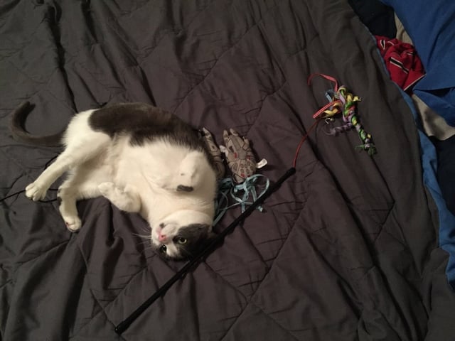 Why Does My Cat Bring His Toys to Bed