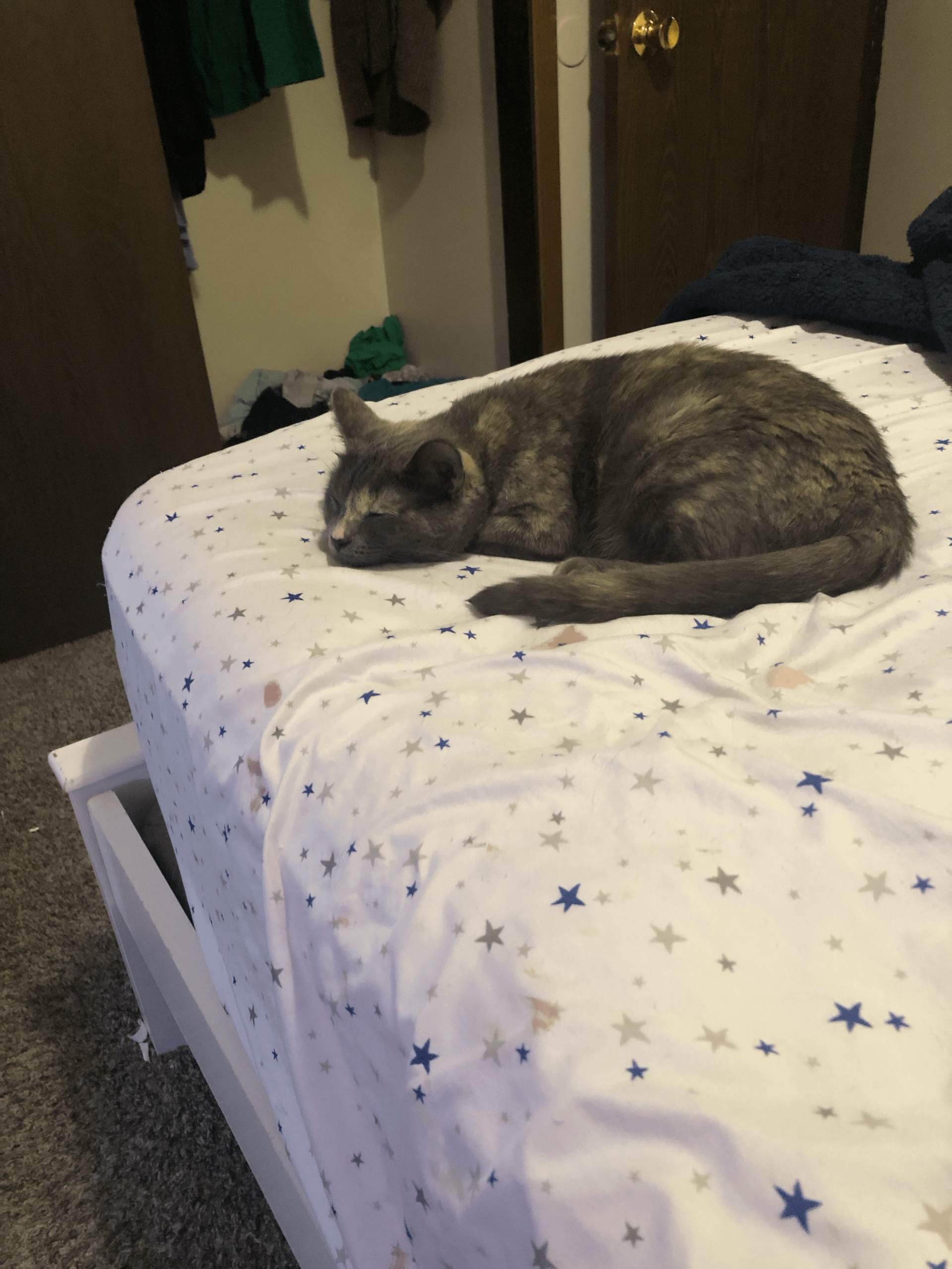 Why Does My Cat Bring Me Toys While Im Sleeping: Surprising Reasons Revealed