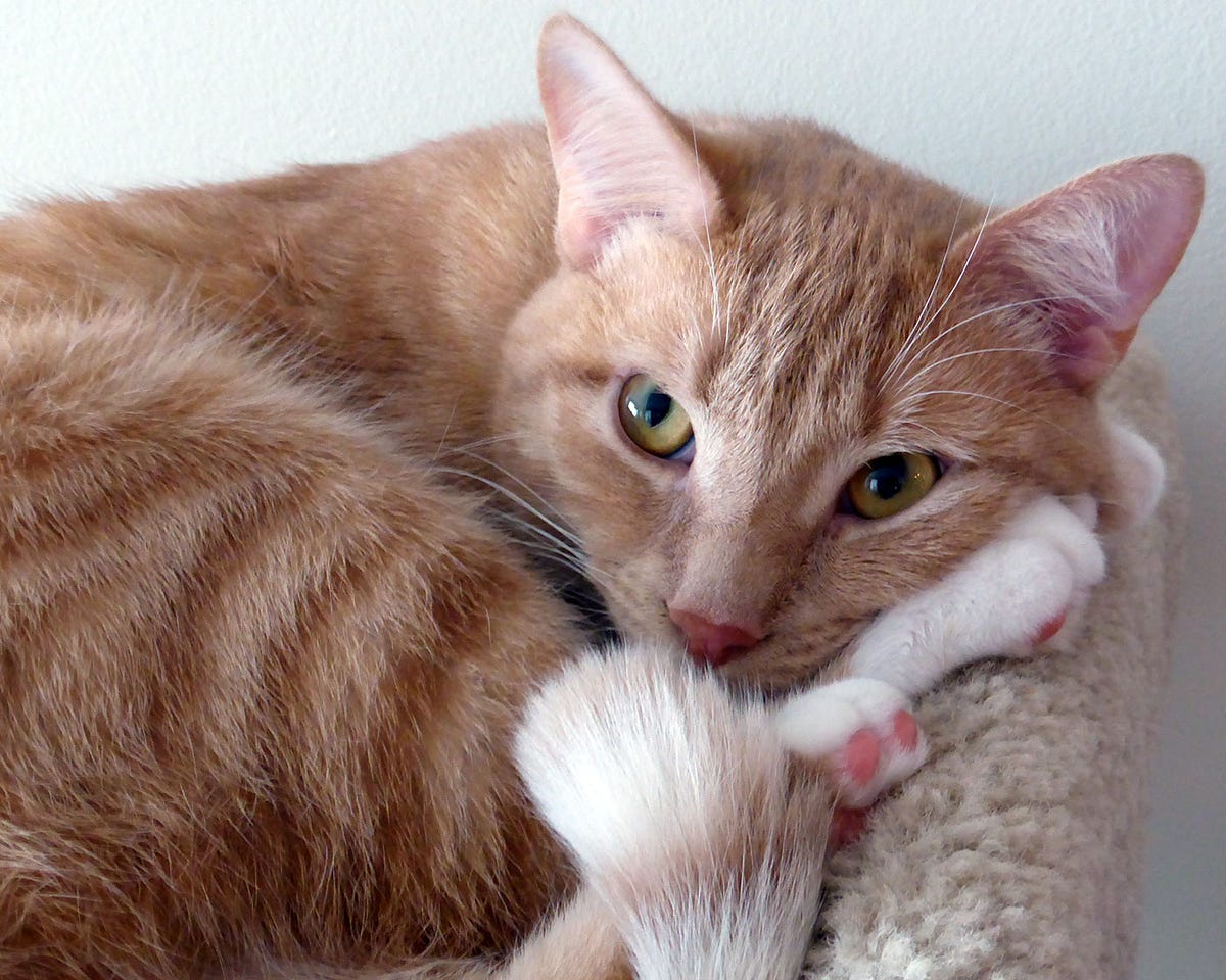 Why Does My Cat Chew Electrical Cords Pet Health Network: Dangers & Solutions