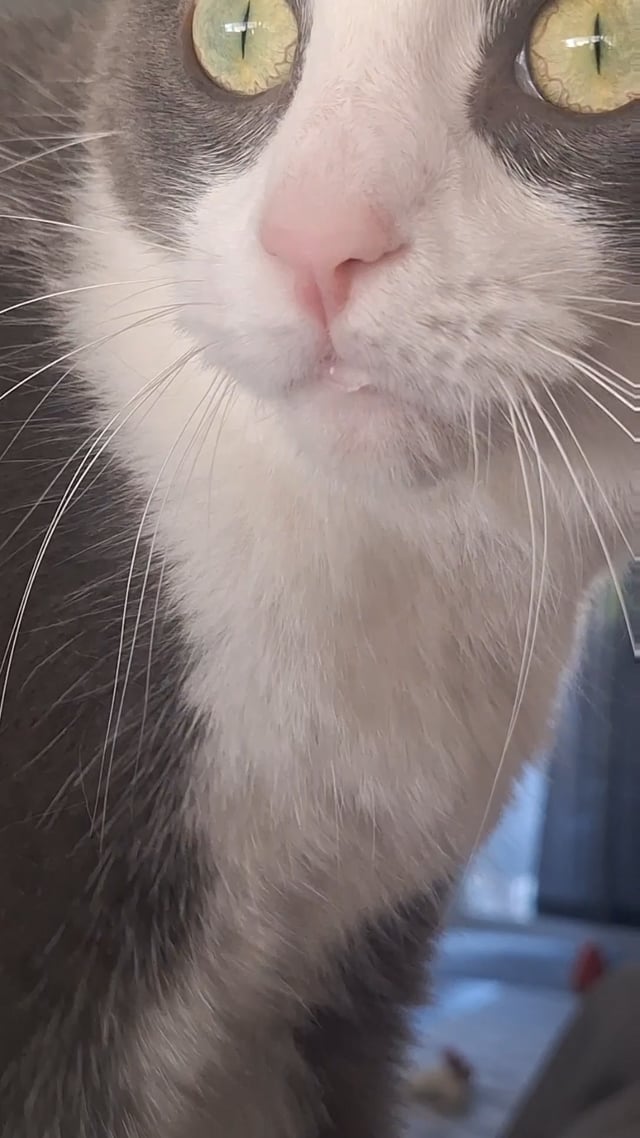 Why Does My Cat Drool When I Groom Her: Surprising Reasons Explained