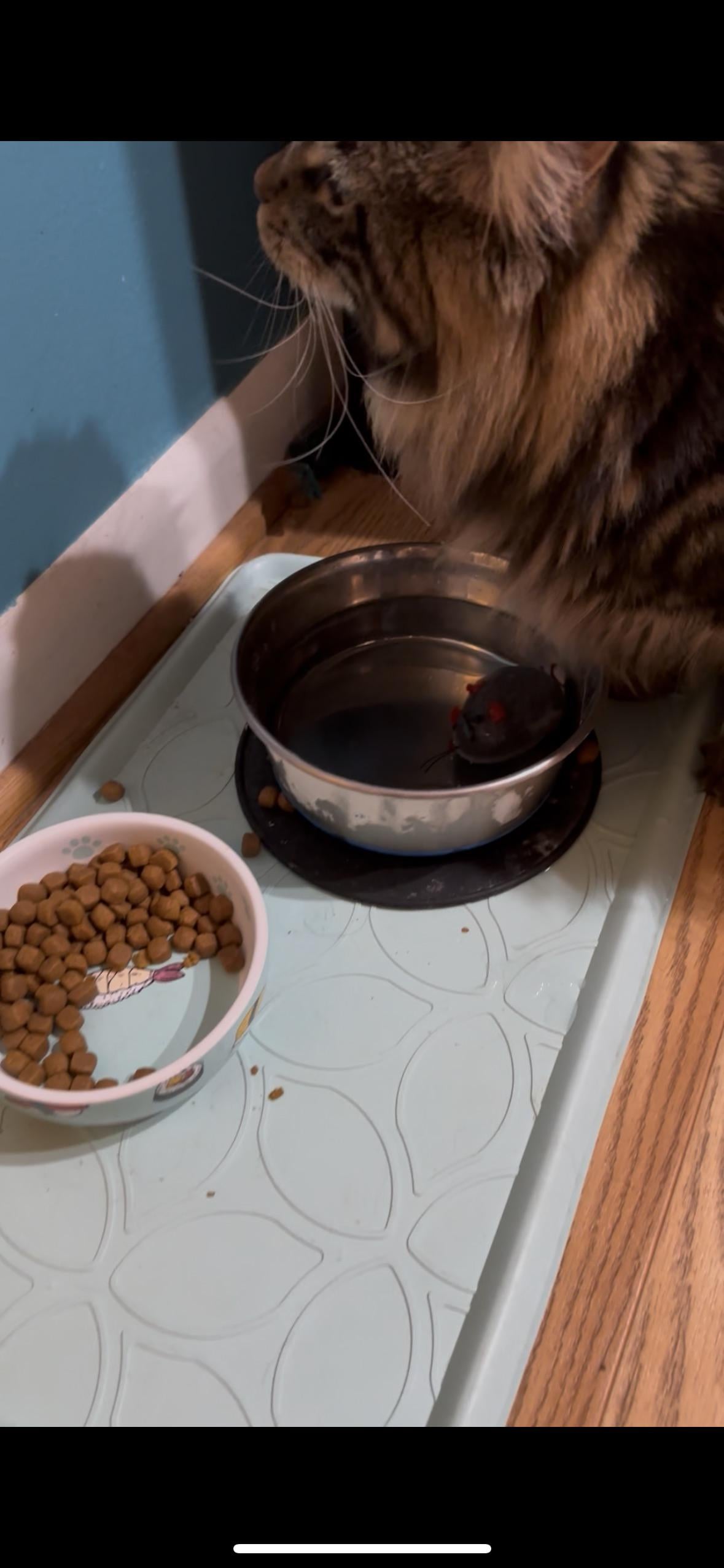 Why Does My Cat Dunk Her Toys in Water: Surprising Reasons Revealed