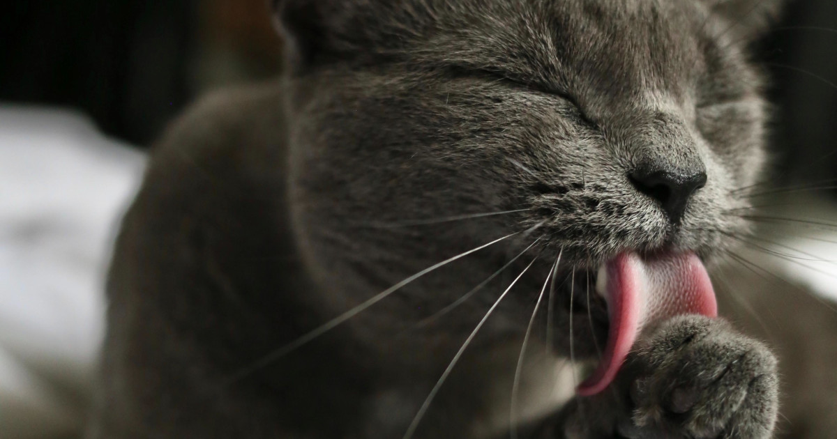 Why Does My Cat Groom Constantly: Surprising Reasons Explained