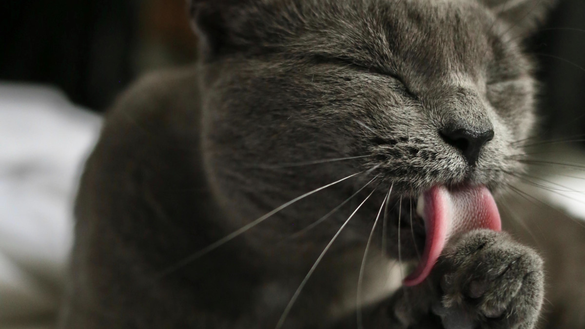 Why Does My Cat Groom Excessively