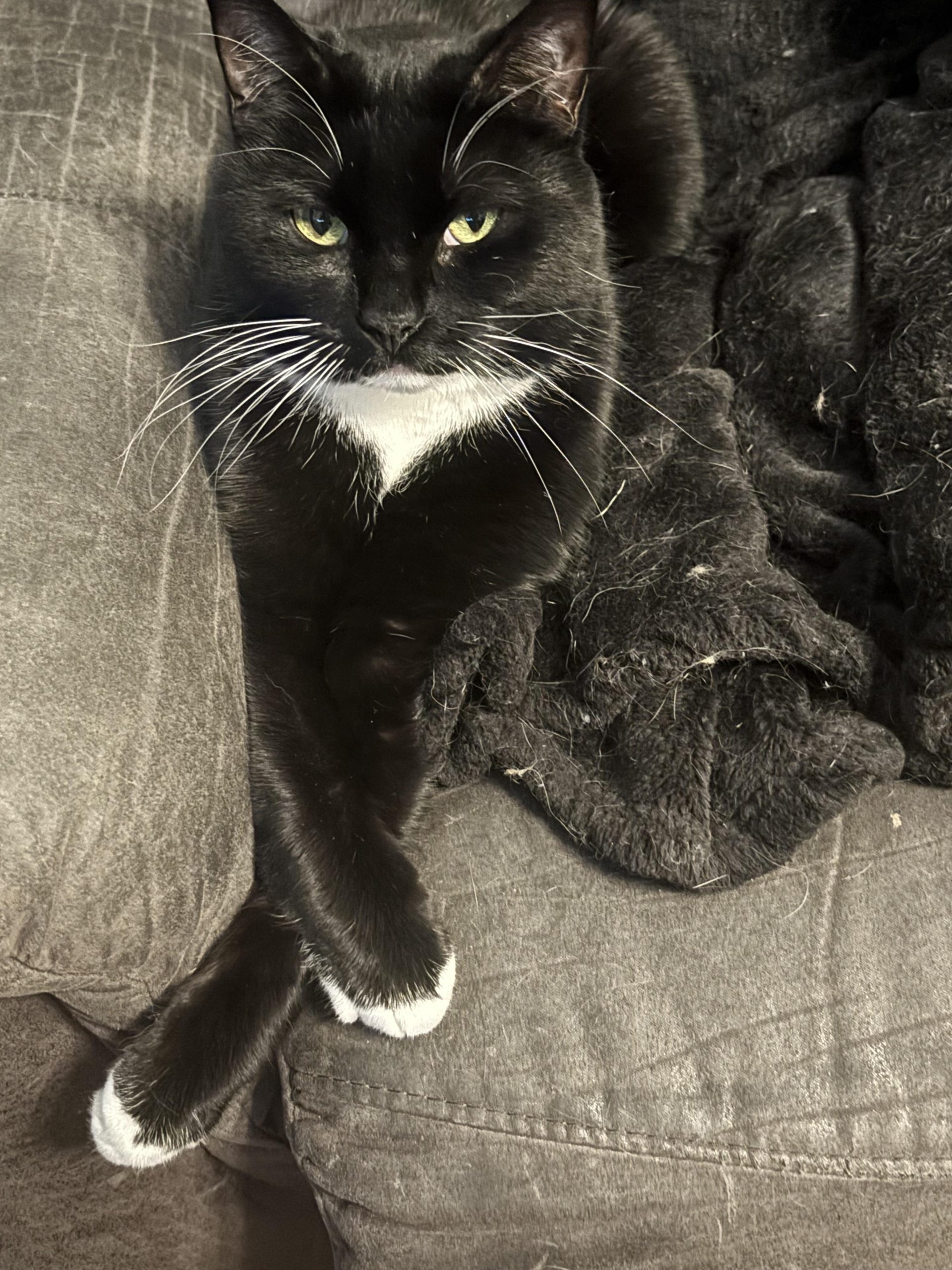 Why Does My Cat Groom Herself After I Touch Her