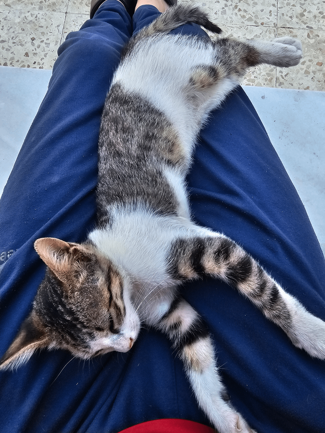 Why Does My Cat Groom Herself on My Lap: Surprising Reasons Explained