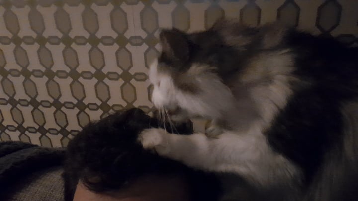 Why Does My Cat Groom Me Reddit: Surprising Reasons Explained!