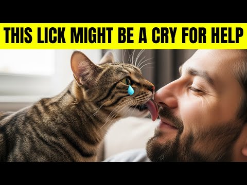Why Does My Cat Groom My Beard: Surprising Reasons Revealed!