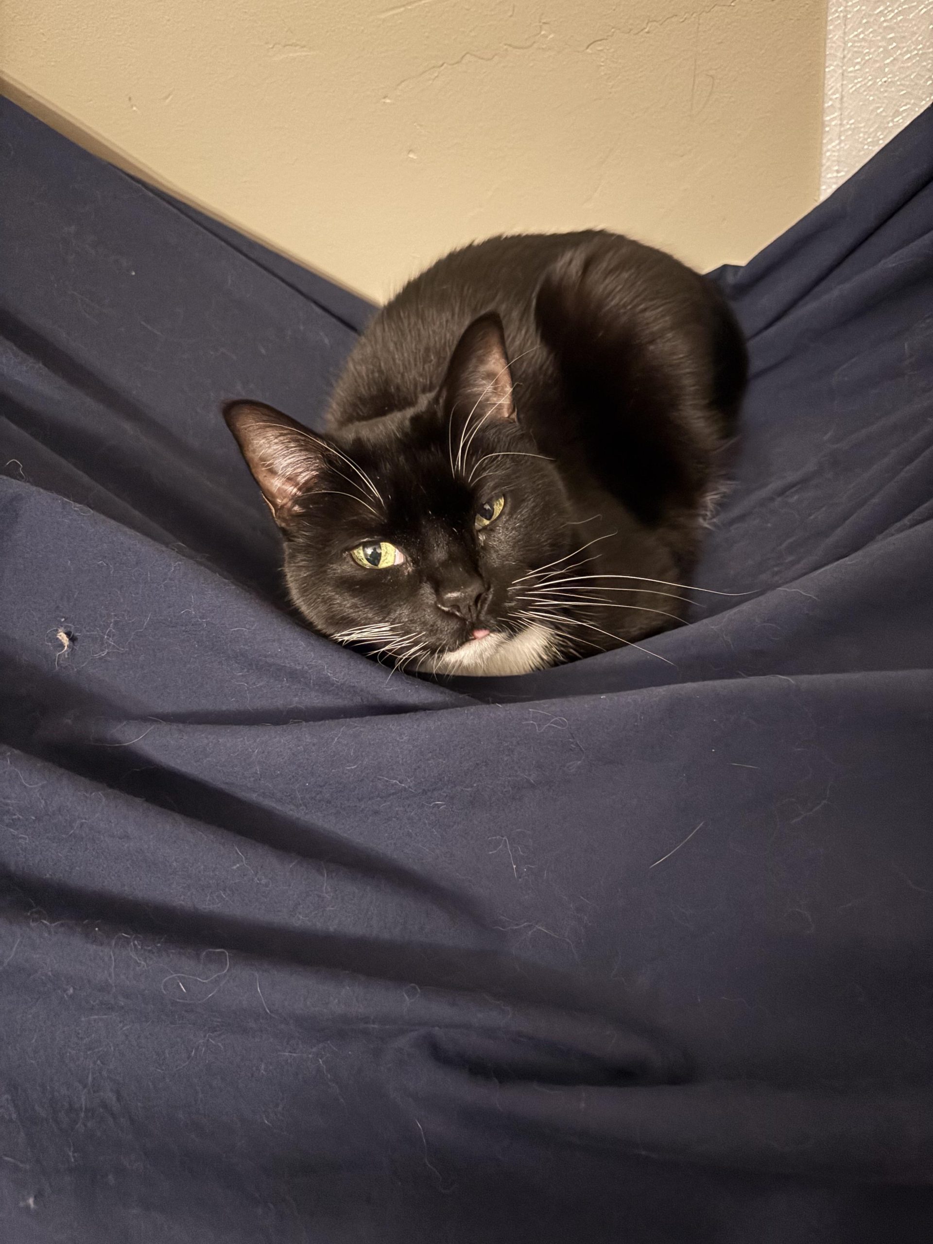 Why Does My Cat Groom on My Bed: Surprising Reasons Explained