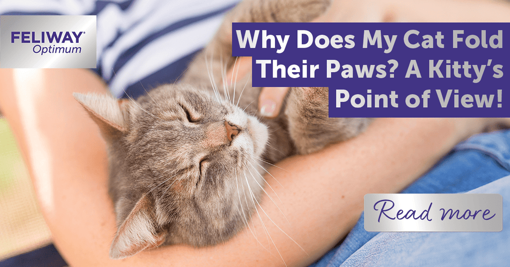 Why Does My Cat Groom Themselves Infront of Me: Surprising Reasons Revealed