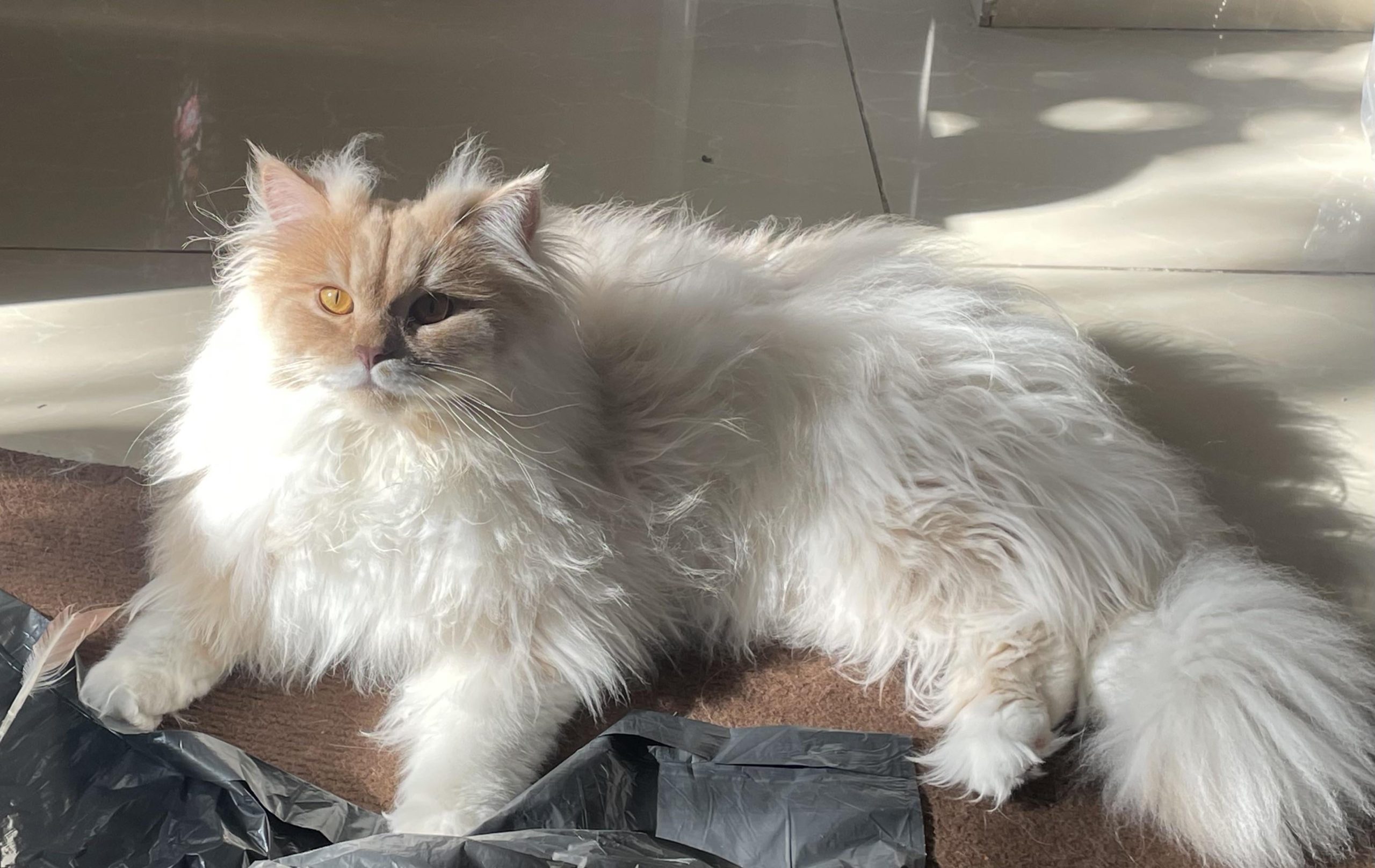 Why Does My Cat Hate Being Groomed: Surprising Reasons Revealed