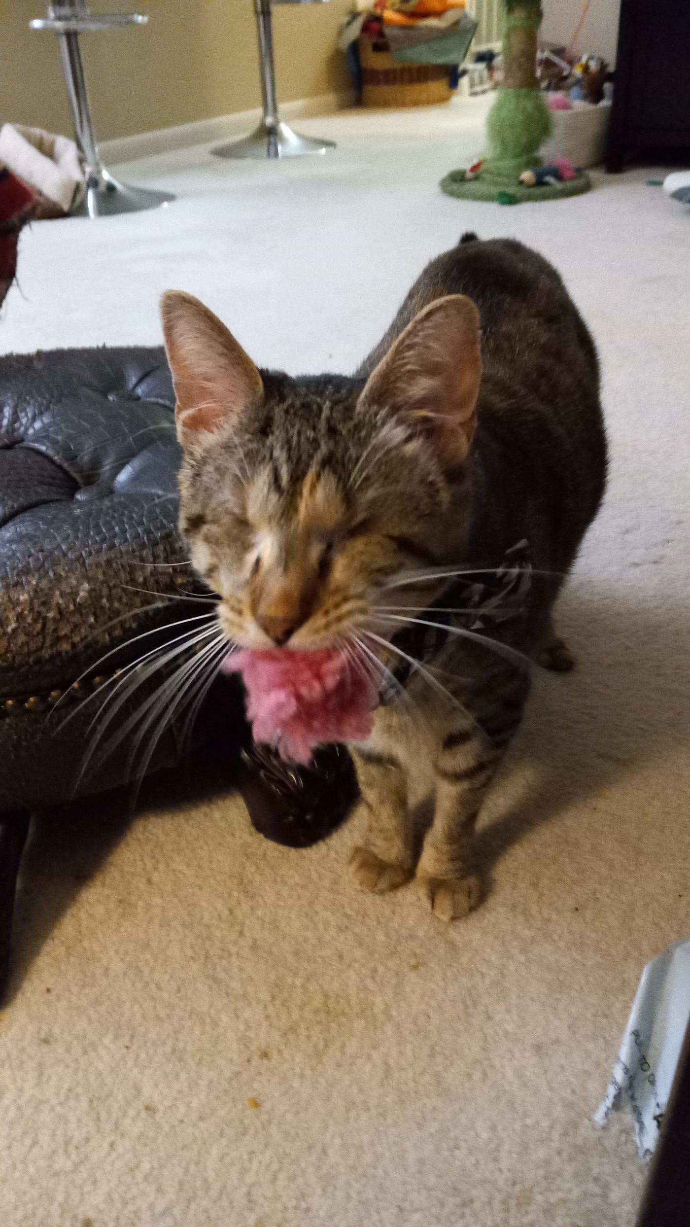 Why Does My Cat Have a Favorite Toy: Uncover the Surprising Reasons