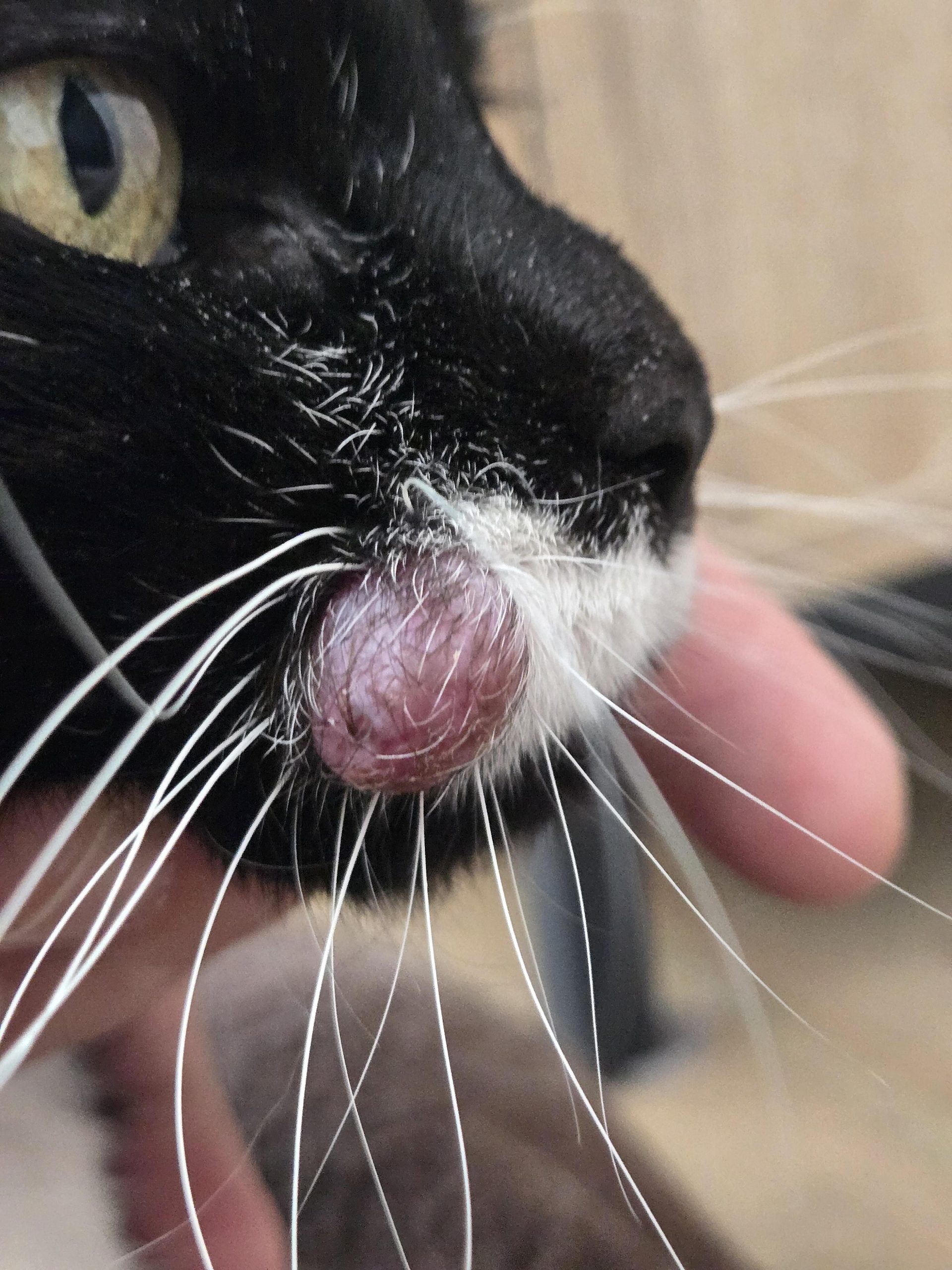 Why Does My Cat Have Bumps All Over After Grooming: Causes & Fixes